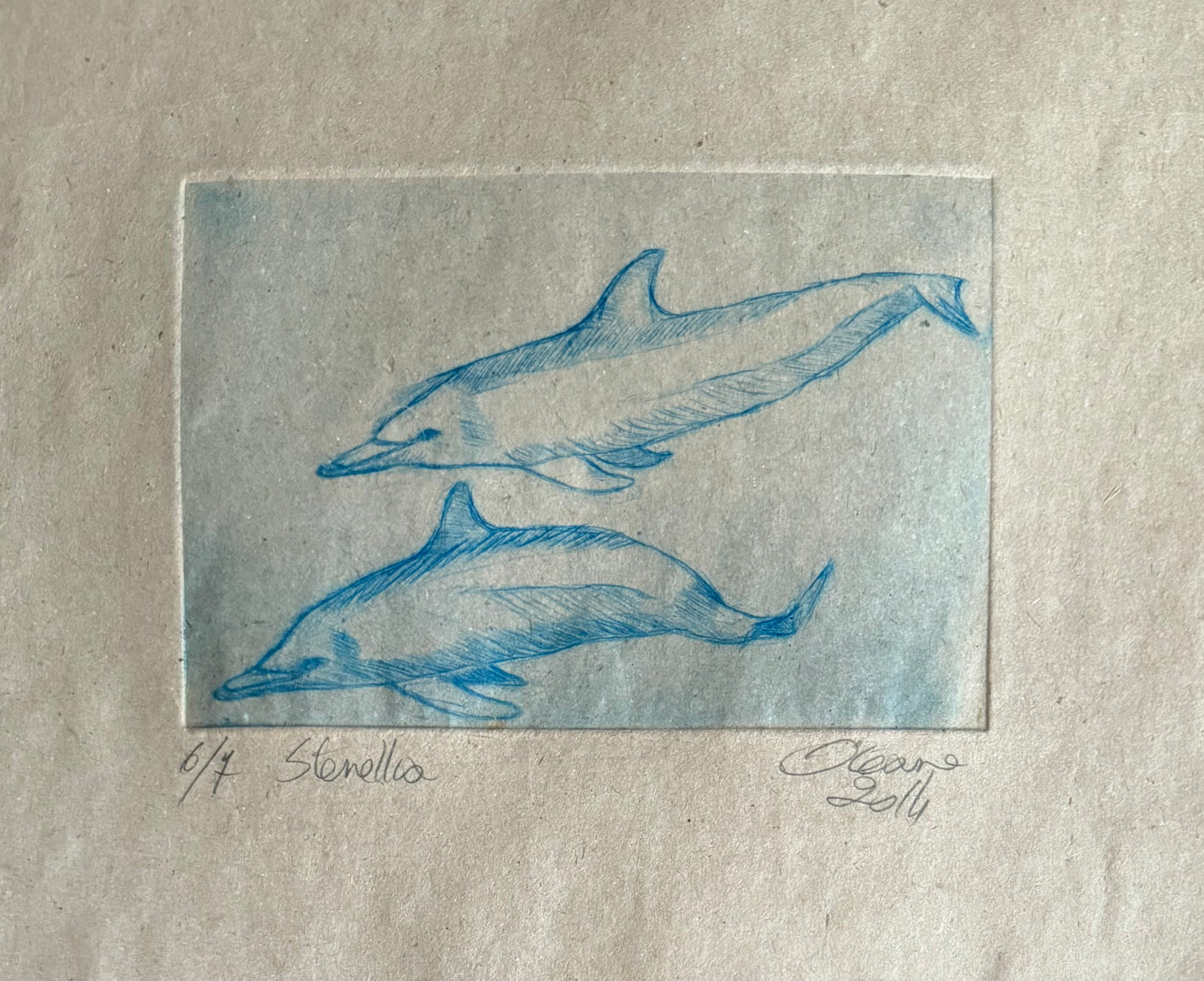 Gravure - Stenella