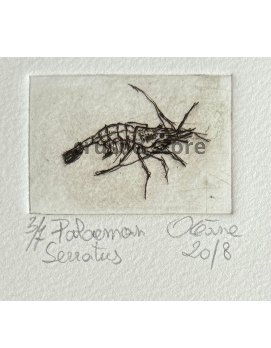 Gravure - Palaemon Serratus