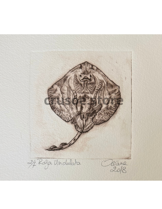 Gravure - Raja Undulata