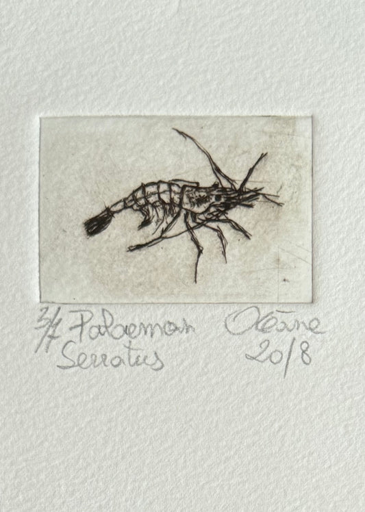 Gravure - Palaemon Serratus