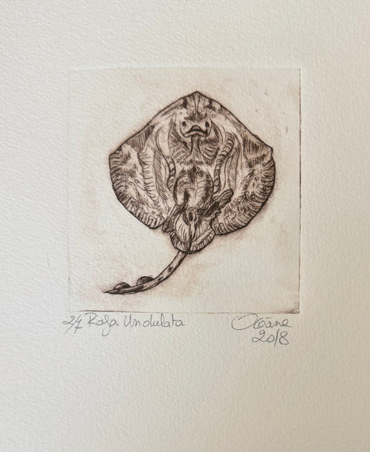 Gravure - Raja Undulata