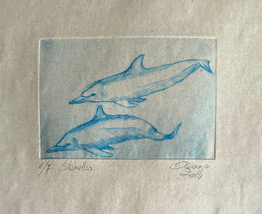 Gravure - Stenella